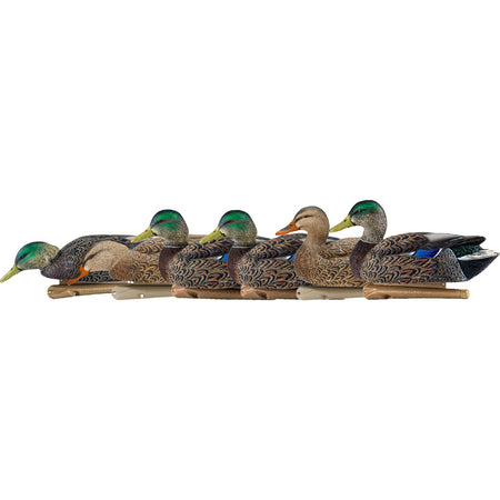 AvianX Top Flight Early Season Floating Mallard Duck Decoys 6 pk.