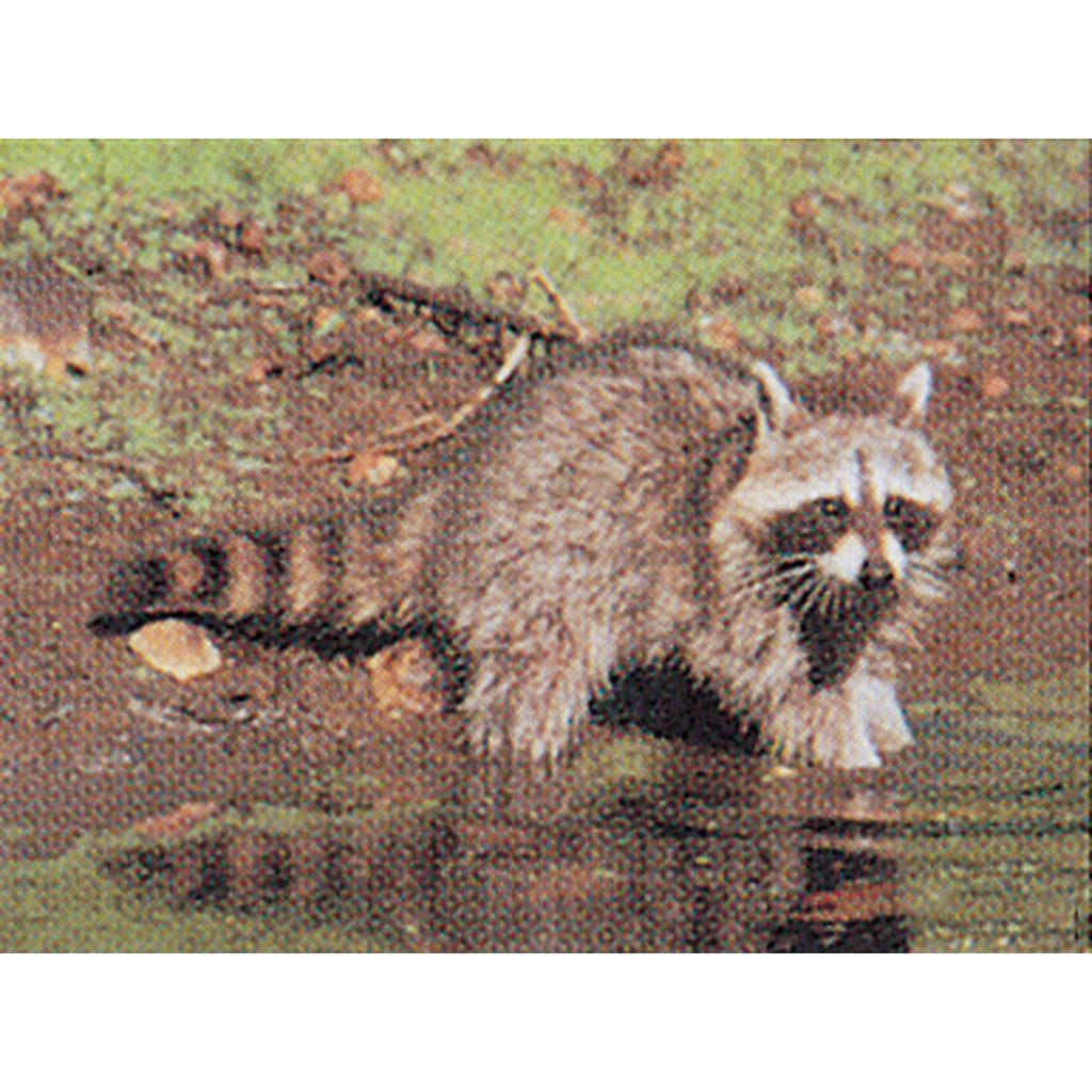 Delta McKenzie Raccoon Tru-Life Vital Zone Target 21x28 in.