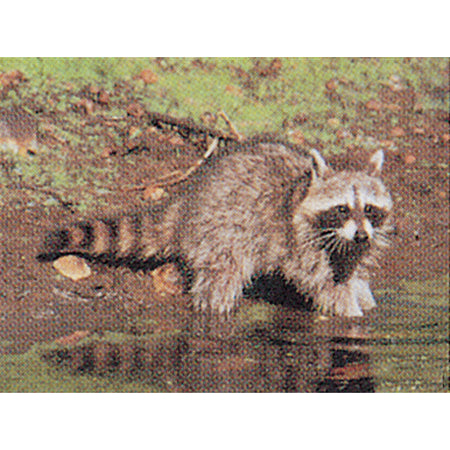 Delta McKenzie Raccoon Tru-Life Vital Zone Target 21x28 in.