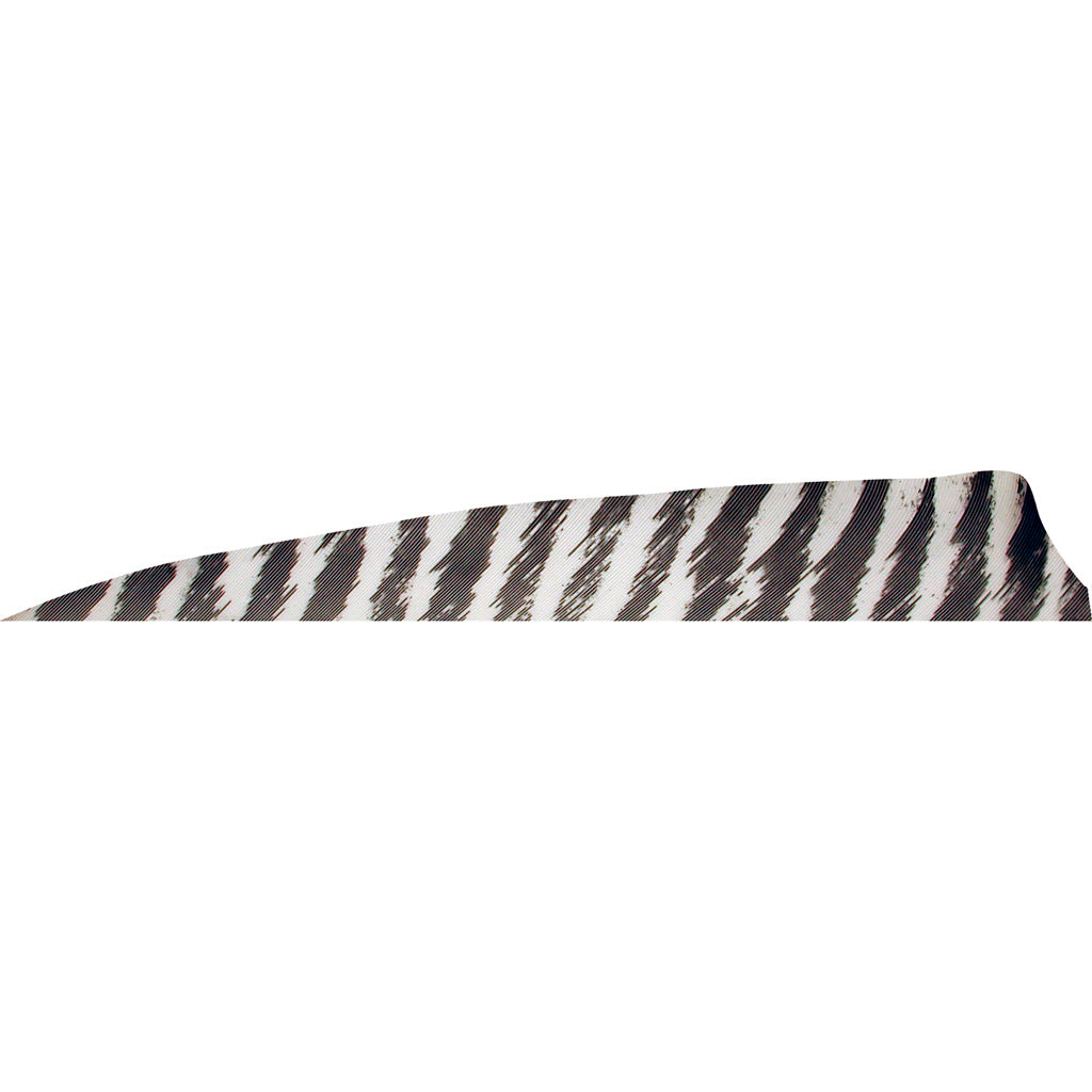 Gateway Feathers 4 in. Barred White Shield Cut Feathers RW Pack of 50
