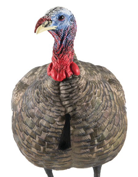 Avian-X Lifelike Collapsible Quarter-Strut Jake Turkey Decoy