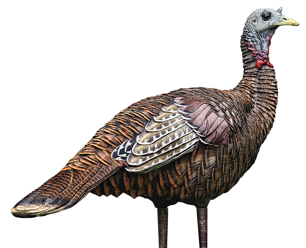 Avian-X Lifelike Collapsible Lookout Hen Turkey Hunting Decoy