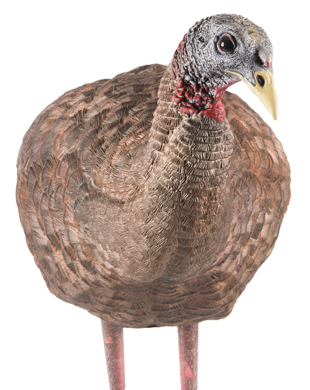 Avian-X Lifelike Collapsible Breeder Hen Turkey Hunting Decoy