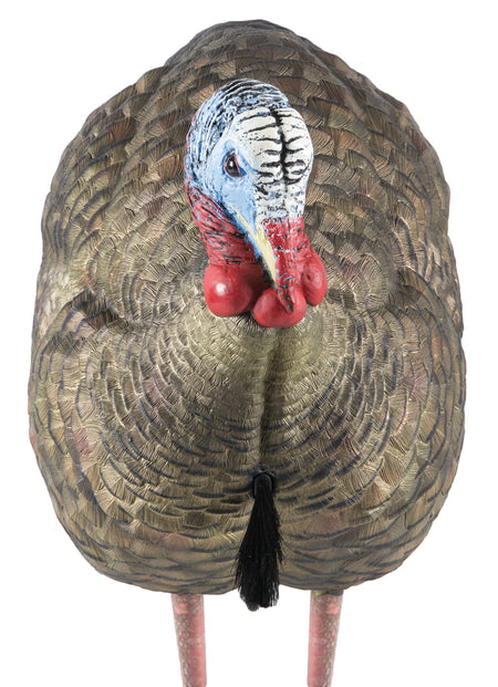 Avian-X Lifelike Collapsible Half-Strut Jake Turkey Hunting Decoy