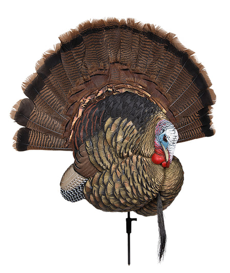 Avian-X Trophy Tom Turkey Fan Mount and Field Decoy No Fan Included