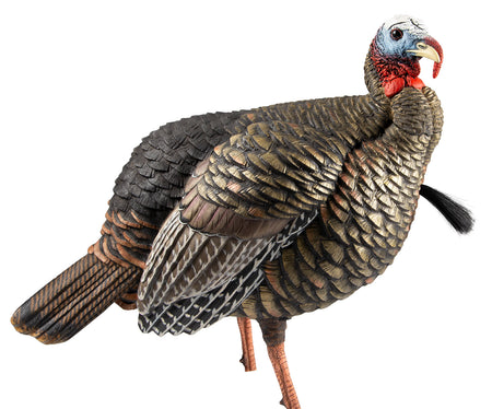 Avian-X Heavy-Duty Realism Jake Turkey Hunting Decoy Multi Color