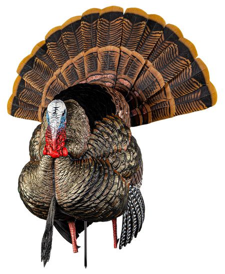 Avian-X Heavy-Duty Realism Strutter Turkey Hunting Decoy Adjustable Fan