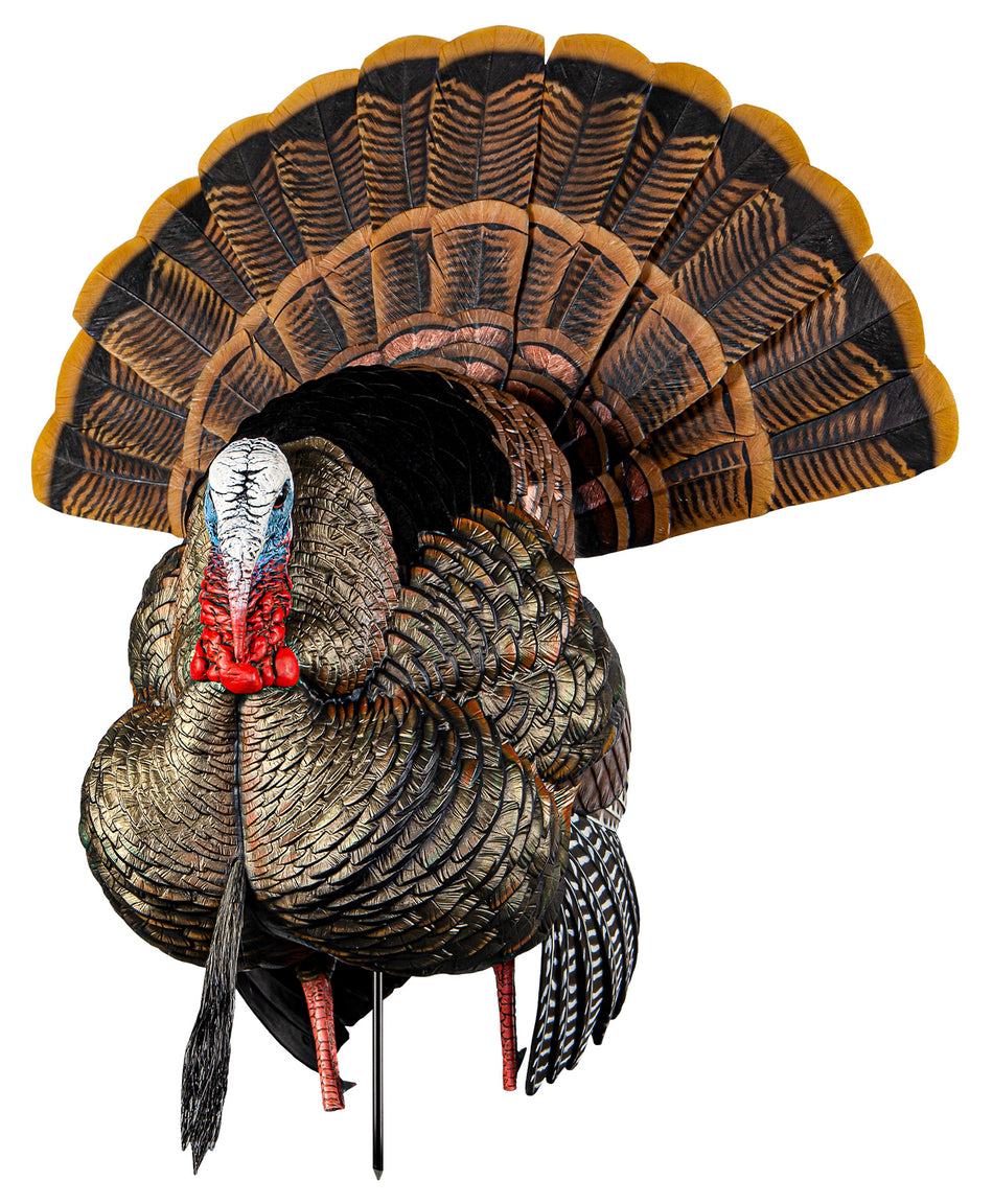 Avian-X Heavy-Duty Realism Strutter Turkey Hunting Decoy Adjustable Fan