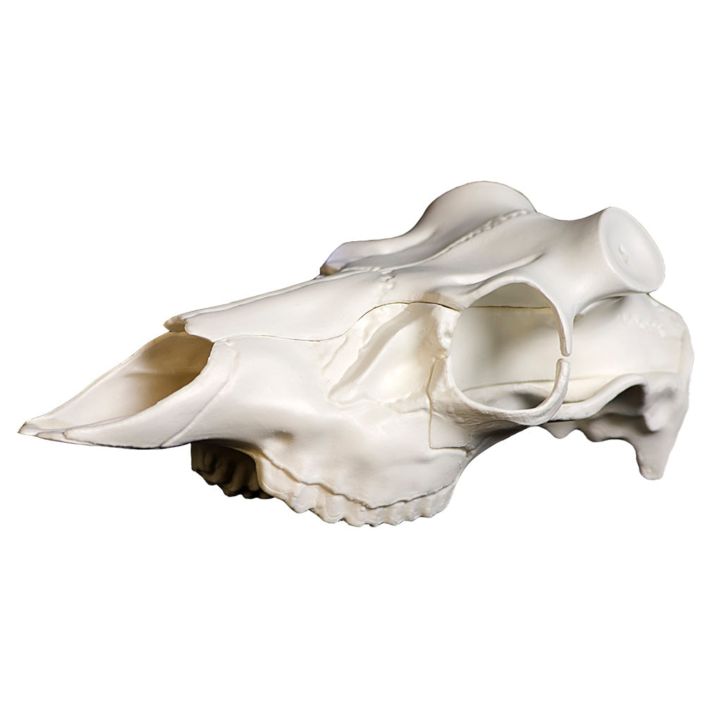 Mountain Mike's Skull Master Antler Mounting Kit with Synthetic Skull