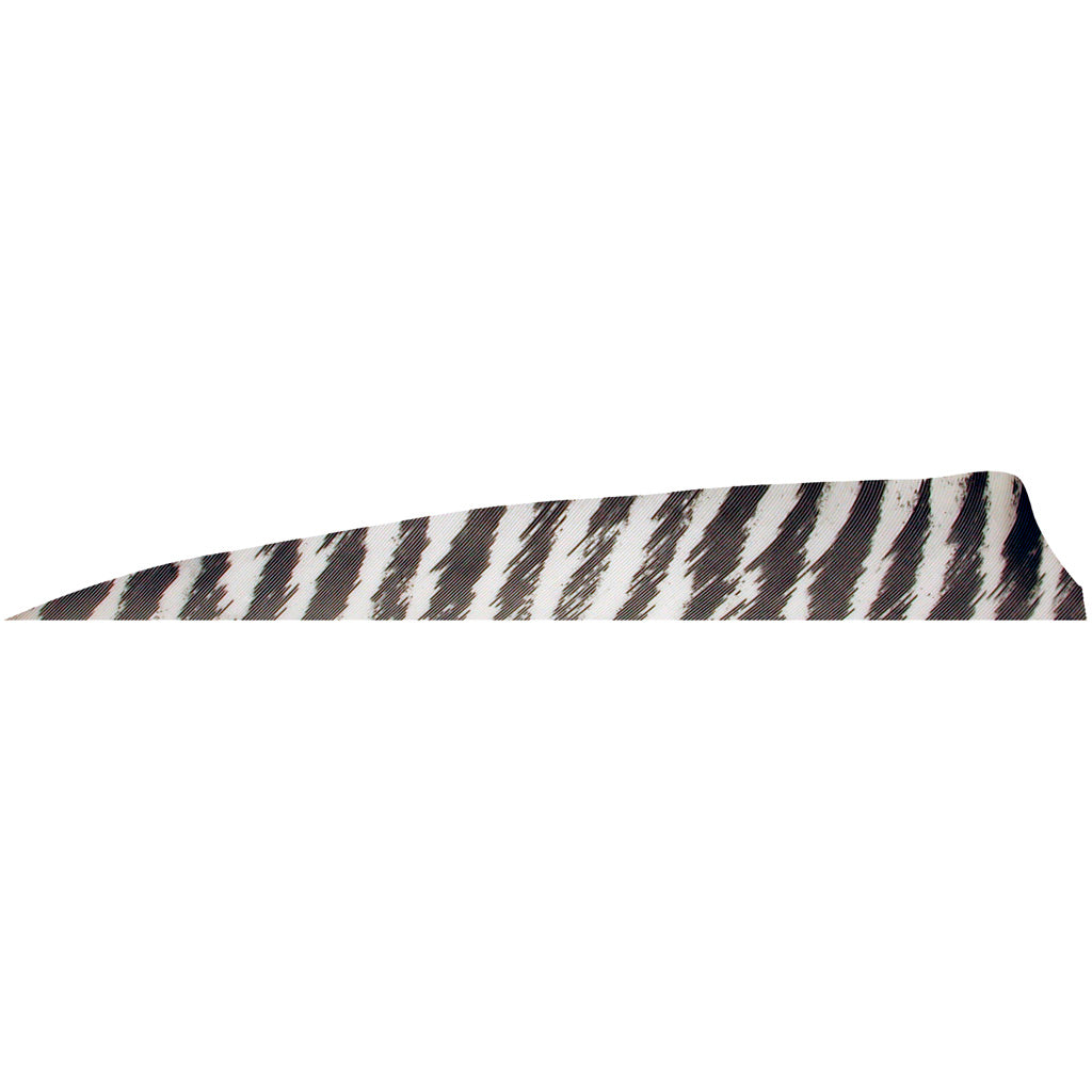 Gateway Barred White Shield Cut 4 in. RW Arrow Feathers 100 Pk.