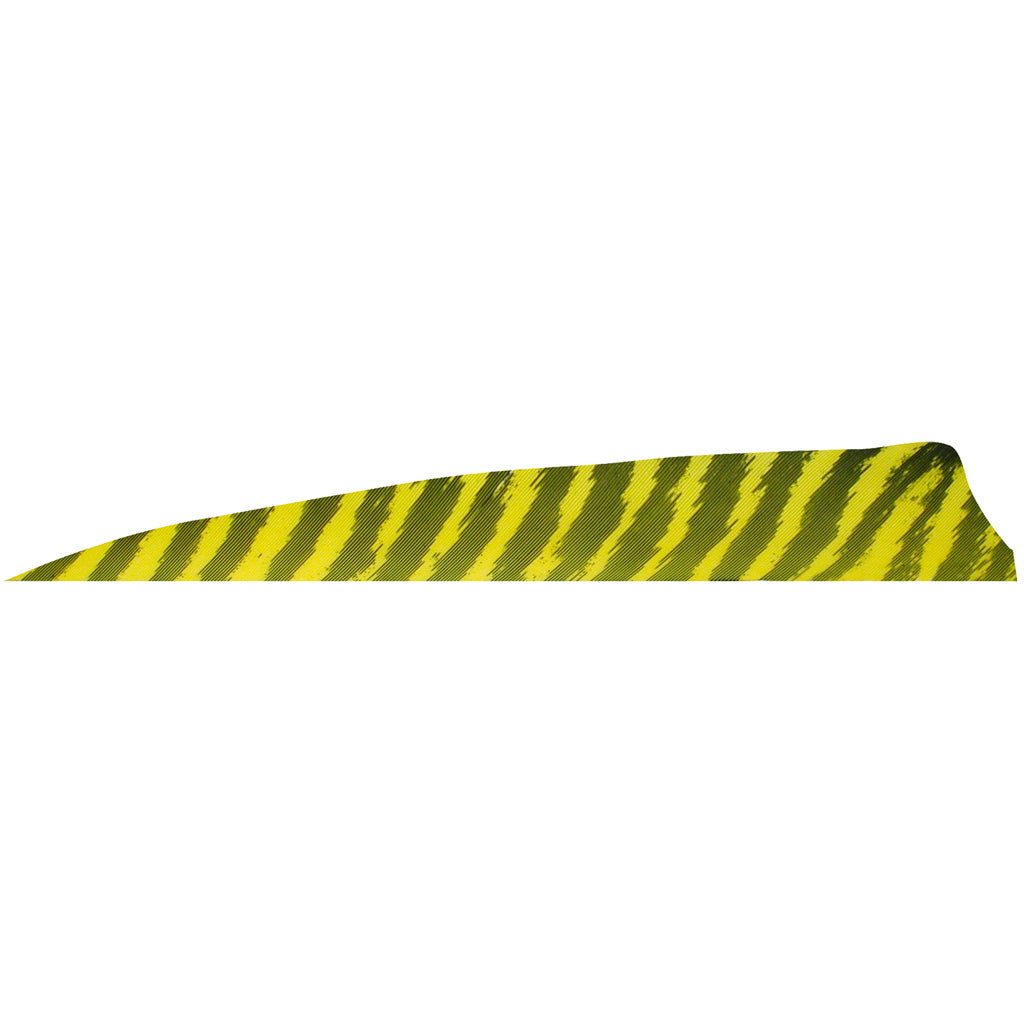 Gateway Barred Yellow Shield Cut 4 in. RW Arrow Feathers 100 Pk.