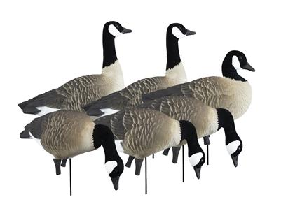 Higdon Outdoors APEX Full-Size Canada Goose Full-Body Decoy Variety Pack