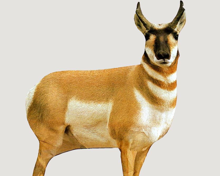 Montana Decoy Co Lightweight Antelope Buck Decoy
