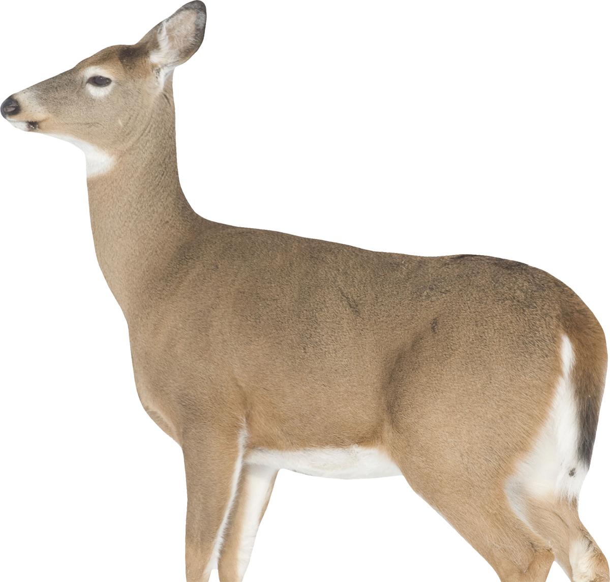 Montana Decoy Dreamy Doe Whitetail Deer Decoy 30 oz